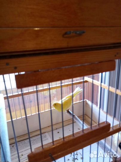 Кенар и канарейки