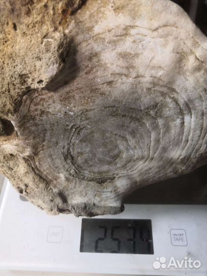 Кость Юрского периода