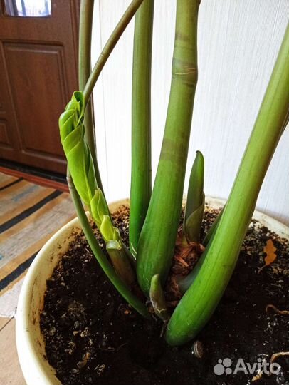 Замиокулькас