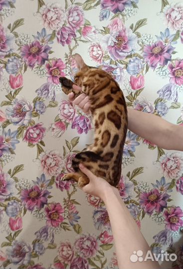 Яркий котик