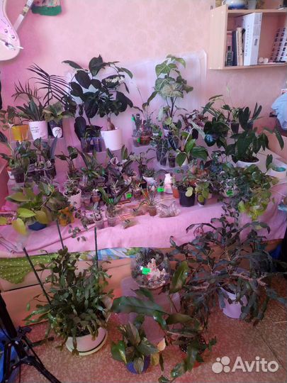 Излишки коллекции (комнатные растения)