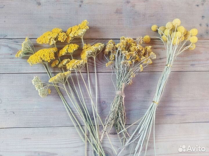 Жёлтые сухоцветы набор тысячелистник краспедия