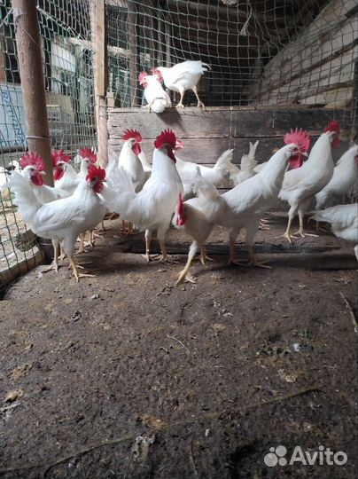 Молодые петушки