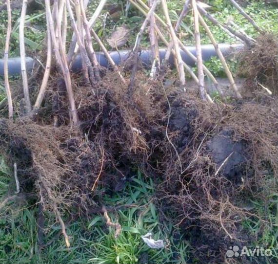 Саженцы малины 