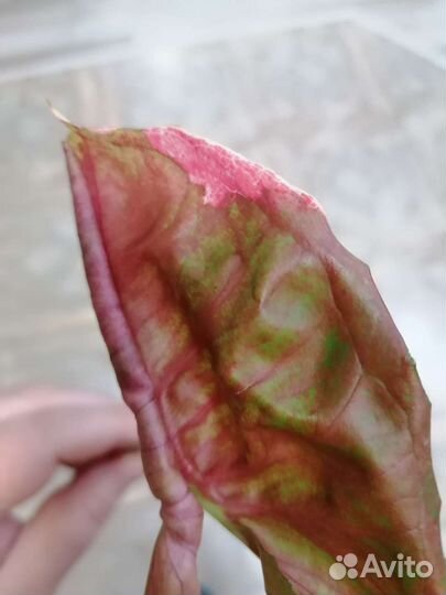 Сингониум клубничный лед