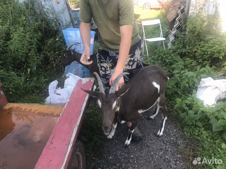 Козы ламанчи и козел