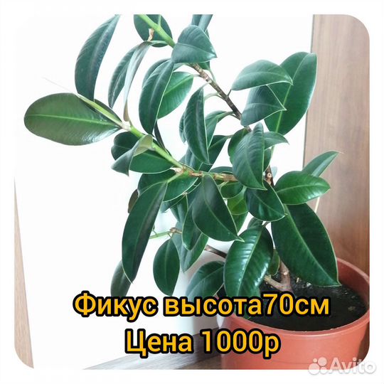 Комнатные цветы