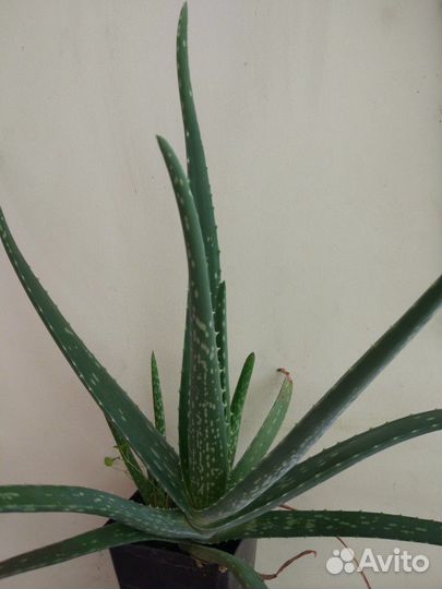 Алоэ Вера, каланхоэ Дегремона лекарственный