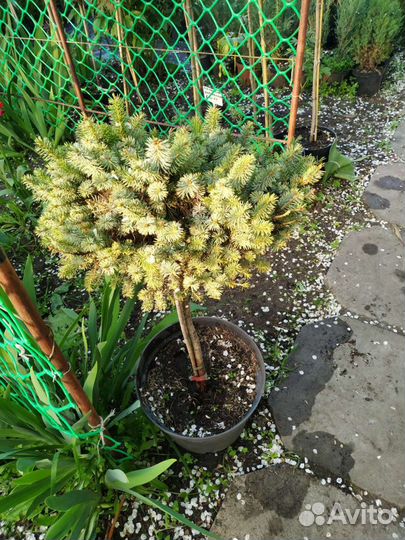 Растения на штамбе