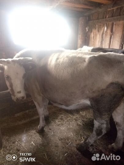 Корова стельная