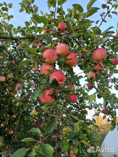 Яблоки домашние