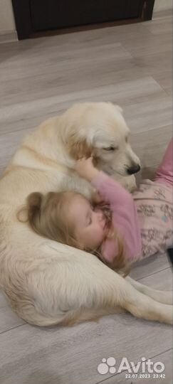 Золотистый ретривер