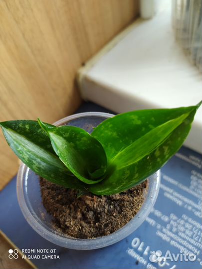 Сансевиерия муншайн