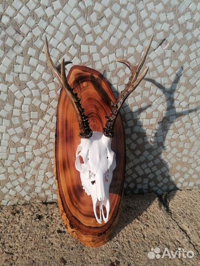 Череп с рогами