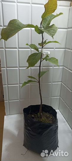 Магнолия кобус