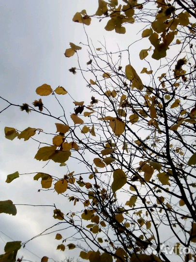 Саженцы ореха фундук,крыжовник