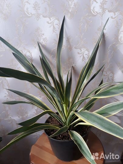 Фикусы разные, Хлорофитум оранж, Юкка, Драцена