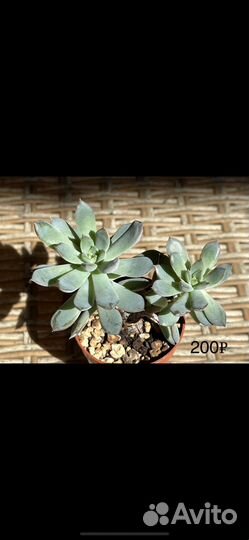 Растюшки от 150