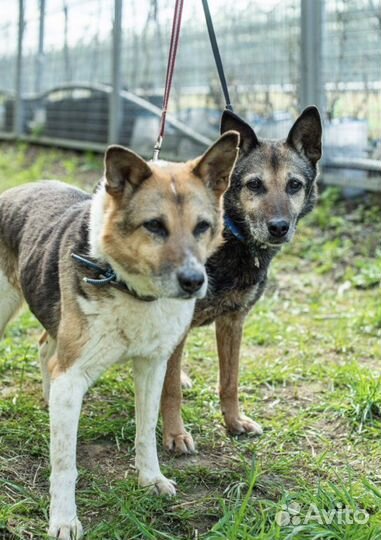 Наши пожилые сестрички ищут дом