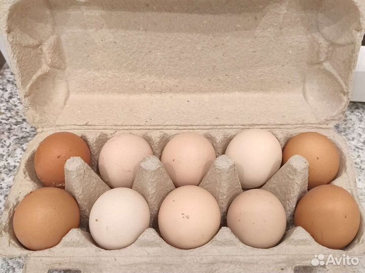 Домашние куриные яйца