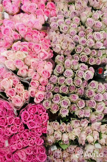 Живые цветы розы оптом