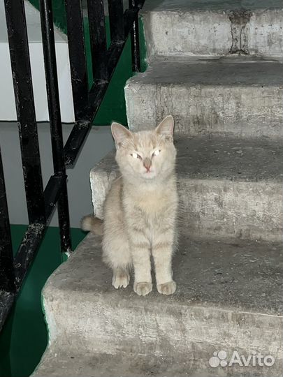 Найдена кошка