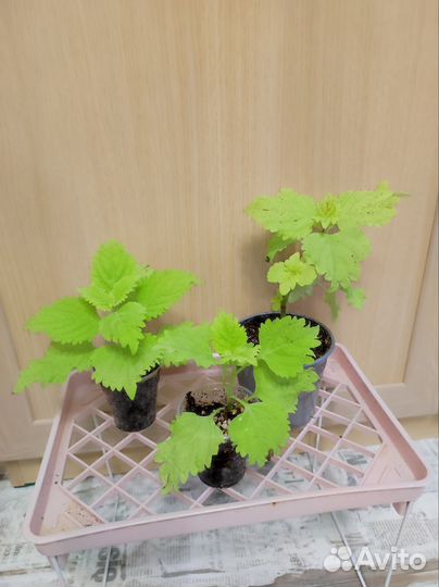 Колеусы вегетативные