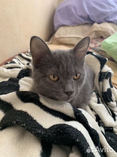 Котенок в добрые руки