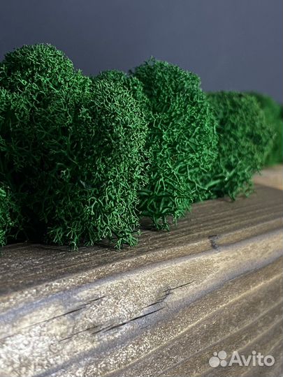 Кашпо со стабилизированным мхом декор для дома