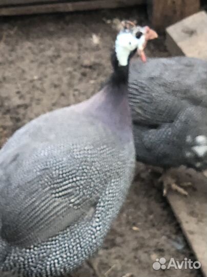 Продам Животных домашних