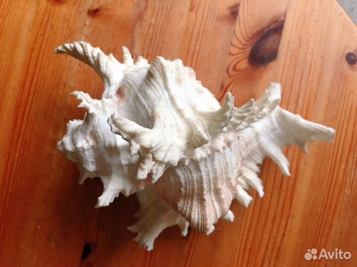 Морская ракушка Мурекс большая, ветвистая