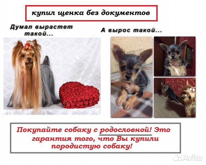 Щенки с ркф.Не питомник