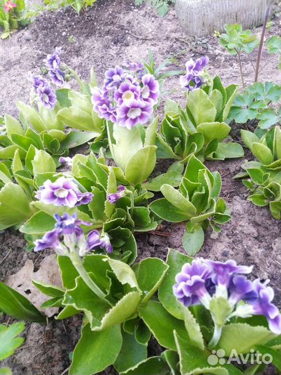 Многолетние цветы