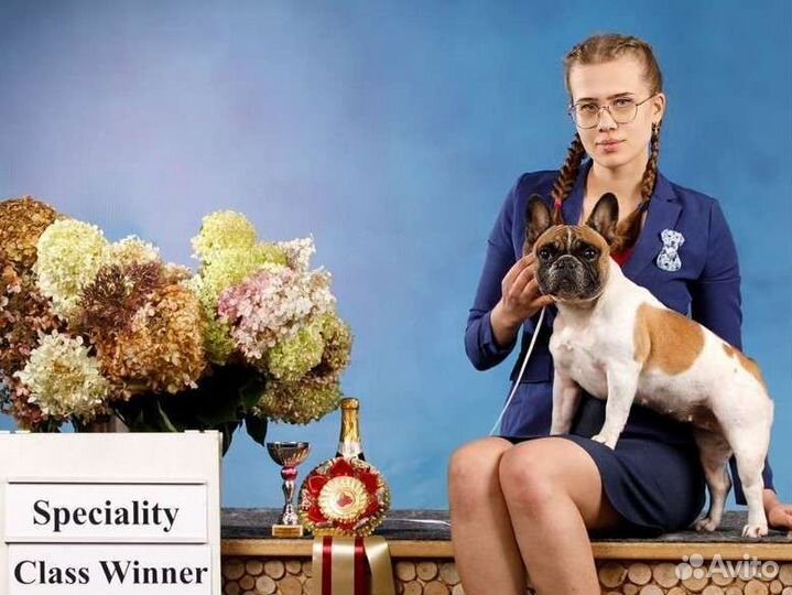 Профессиональный хендлер