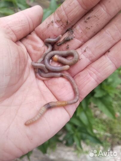 Живые черви для рыбалки