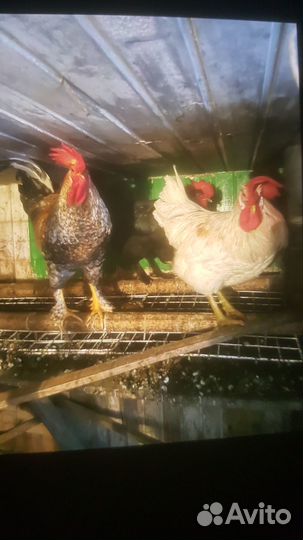 Молодые петухи