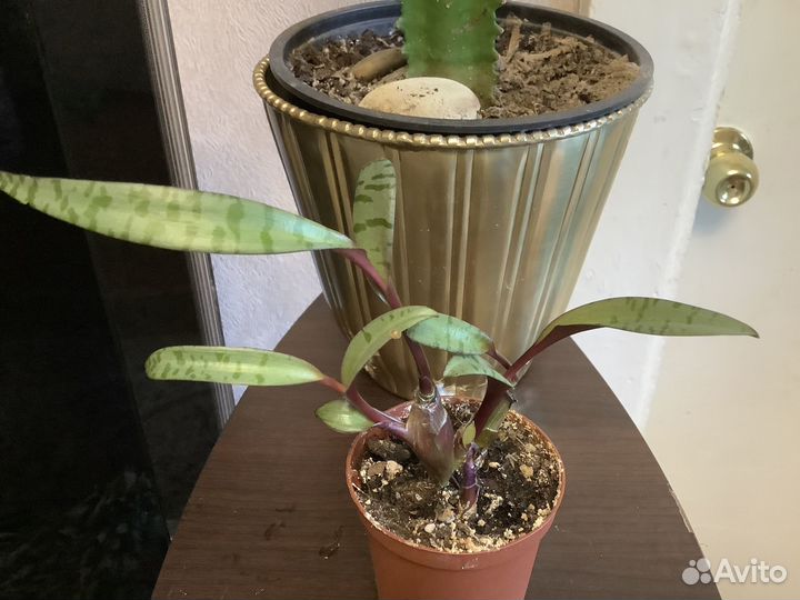 Комнатные цветы излишки