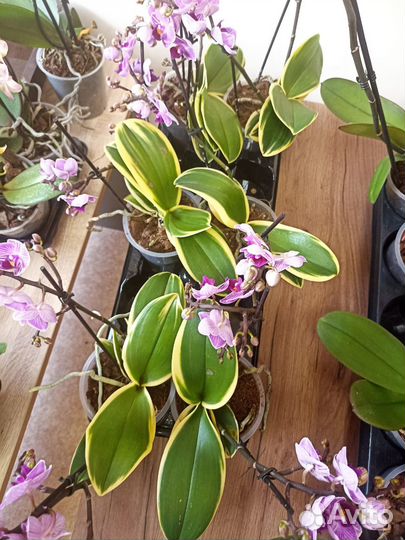 Орхидея фаленопсис вариегатная Сого Вивьен