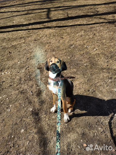 Отдам щенка охотничьей породы