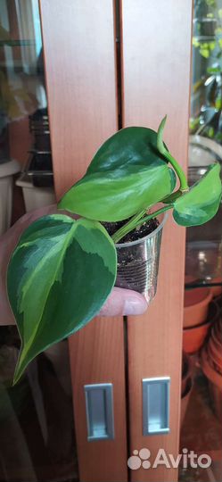 Филодендрон Бразил