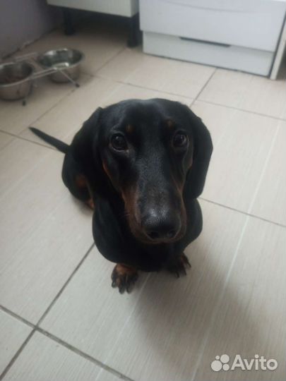 Такса для вязки