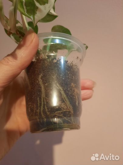 Сциндапсус 