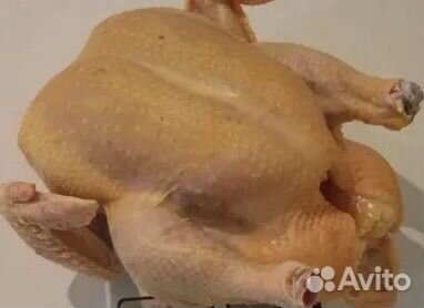 Куры бройлеры