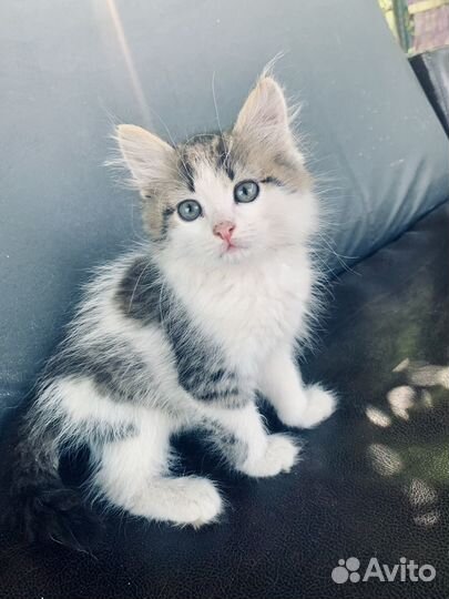 Котята