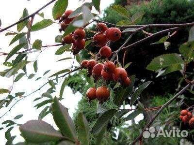 Перцы дикий кубеба горошком и лапиза стручковый