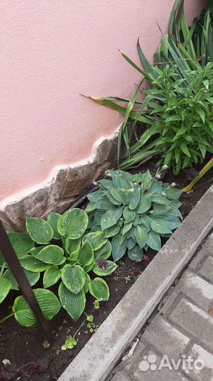 Хоста растение