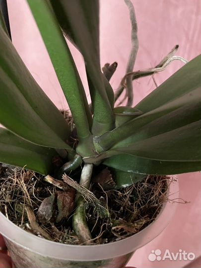 Орхидея фаленопсис Las Vegas