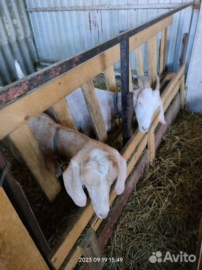 Козел для вязки