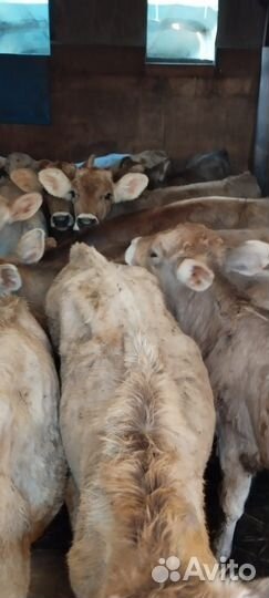 Телята бычки