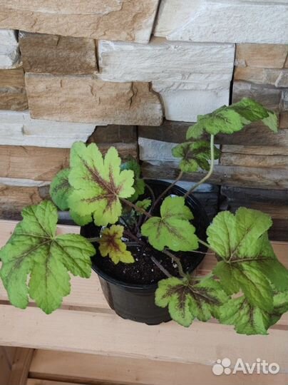 Гейхера, астильба, лилейник, почвопокровные